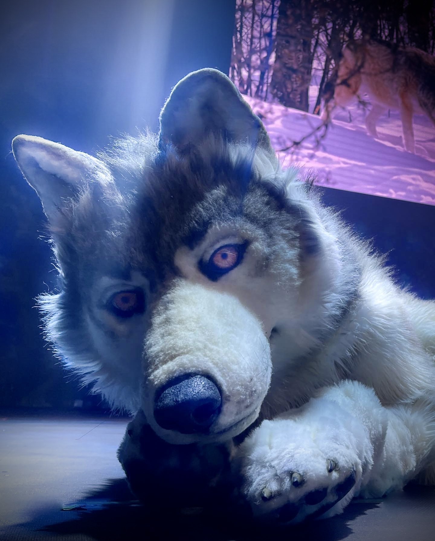 Amazing Animals