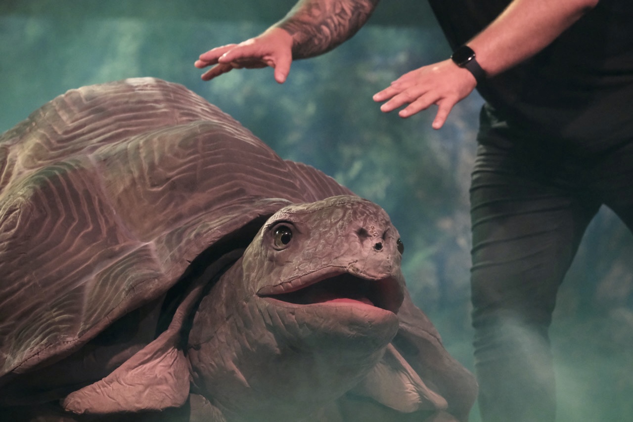 Amazing Animals