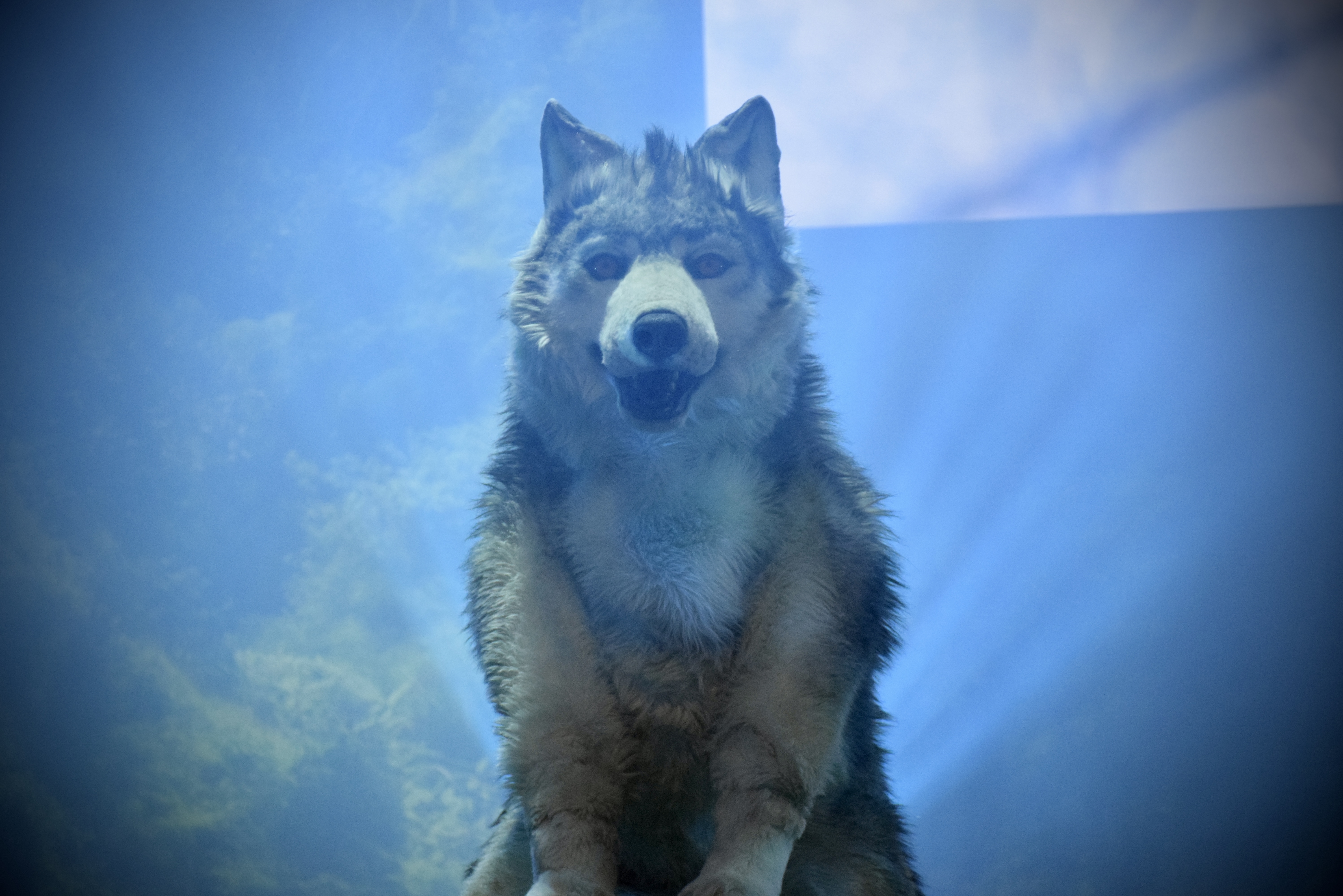 Amazing Animals